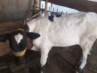 Kuh, Russian Black pied cattle — Foto 2