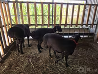 Carnero, Hissar sheep — foto 7