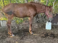 حصان, Kazakh horse — الصورة 2