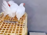 Chickens — Foto 2
