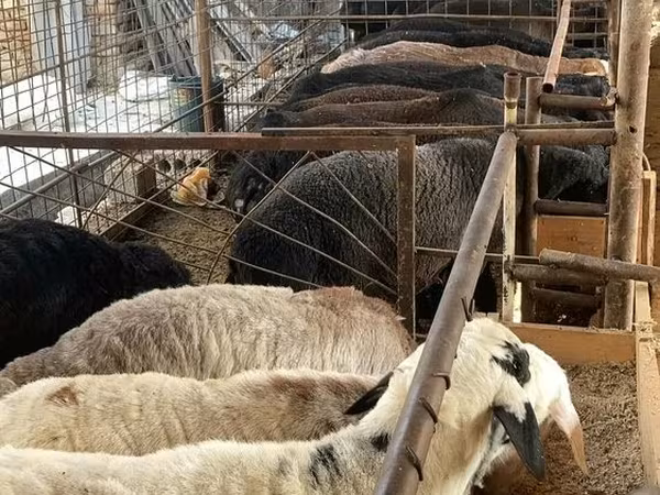 Carnero, Ovejas