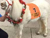 Mare, Miniature horse — photo 4
