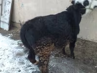 Toro, Ganado vacuno — foto 3
