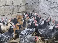 Chickens — फ़ोटो 3