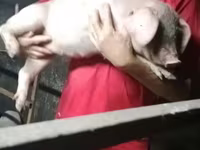 Schweine (Partie, Geschlecht nicht angegeben), Ландрас — Foto 6