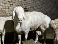 Ram, Afghan Arabi sheep — photo 5