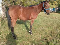 Horse (M), Anglo-Arabian — photo 3