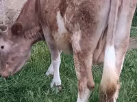 母牛, Azerbaijani zebu — 照片 2