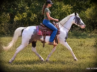 घोड़ा, National Show Horse — फ़ोटो 3