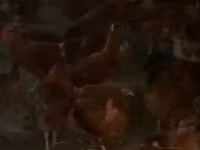 Chickens — photo 1