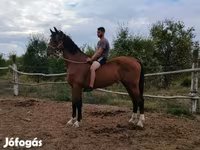 حصان, Dutch warmblood horse — الصورة 1