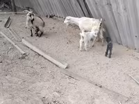 Cabra, Cabras — foto 7