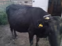 Vaca, Ganado vacuno — foto 1