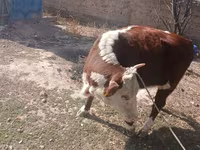 母牛, Latvian Blue cattle — 照片 2