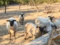 Ram, Shroshire sheep — photo 2