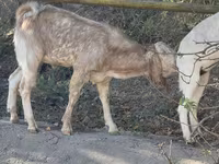 Ziege, Beetal goats — Foto 5