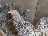 प्लायमाउथ रॉक — फ़ोटो 3