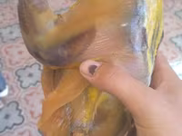 Chickens — الصورة 1