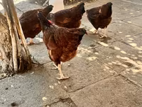 Rhode Island Red — photo 7