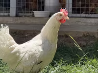 Chickens — foto 1