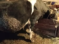 Bull, Kazakh White-headed cow — photo 1
