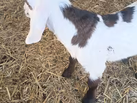 Ziegenbock, Nubian Goat — Foto 2