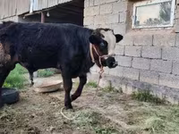 Toro, Simmental cattle — foto 4