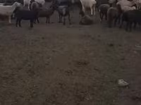 نعجة, Edilbay sheep — الصورة 7