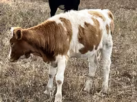 Kuh, Simmental cattle — Foto 4