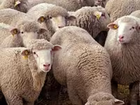 كبش, الأغنام — الصورة 4