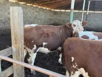 Toro, Simmental cattle — foto 7
