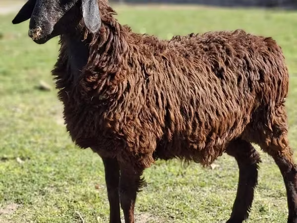 Ram, Sheep