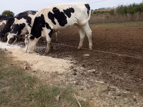 Vaca, Raza Jersey