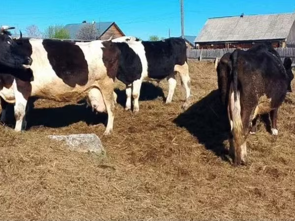 Cow, Russian Black pied cattle