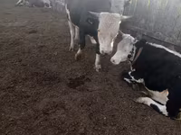 Bull, Russian Black pied cattle — photo 7