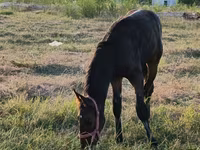 Hengst, Arabian horse — Foto 3