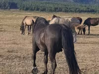 Horse (M), New Altai Horse — photo 3