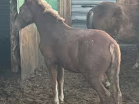 Mare, Horses — photo 3