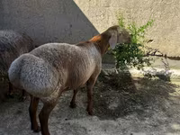 كبش, الأغنام — الصورة 2