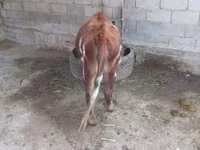 Toro, Swiss cattle — foto 2