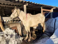 فرس, Kazakh horse — الصورة 4