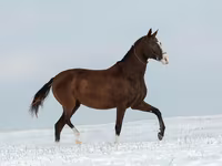 母马, Akhal-Teke — 照片 5
