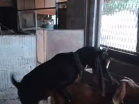 عنزة, Beetal goats — الصورة 2