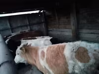 Toro, Simmental cattle — foto 7