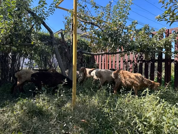 Ram, Sheep