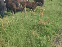 母羊, Sheep — 照片 3