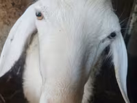 Cabra, Cabras — foto 5