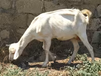 Goat, Saanen goat — photo 1