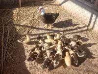 Ducks — 照片 3
