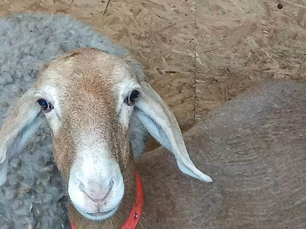 Schaf, Arashan sheep